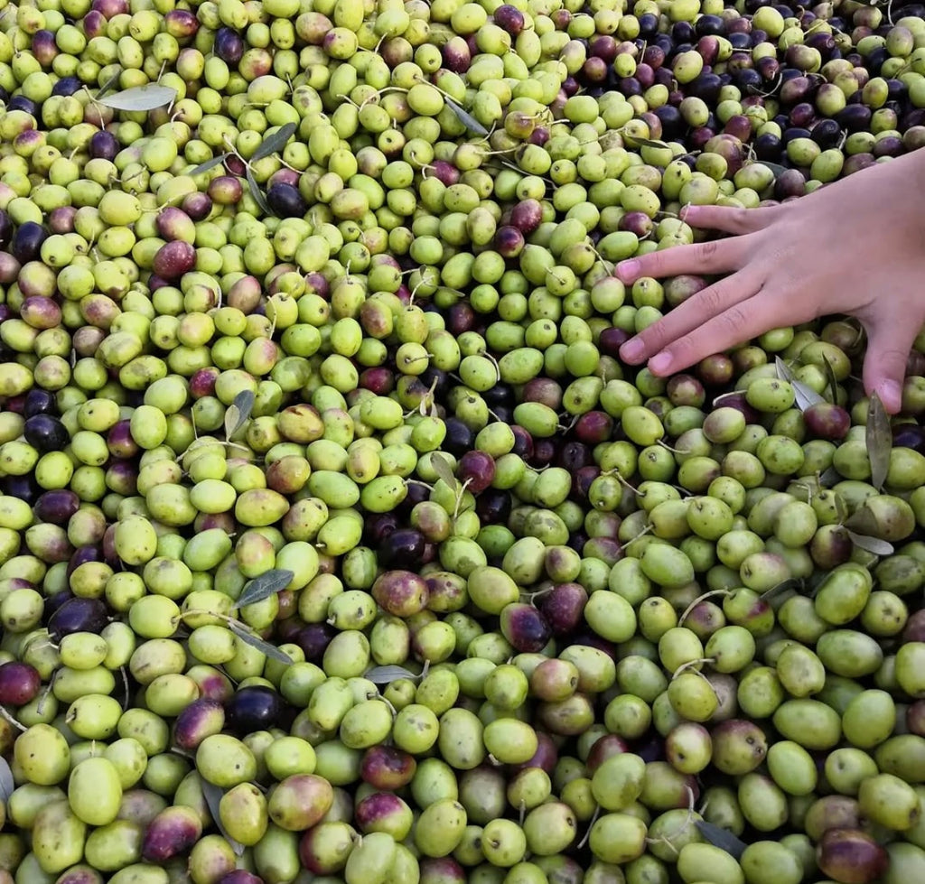 L´AMORE OLIO EXTRA VERGINE DI OLIVA