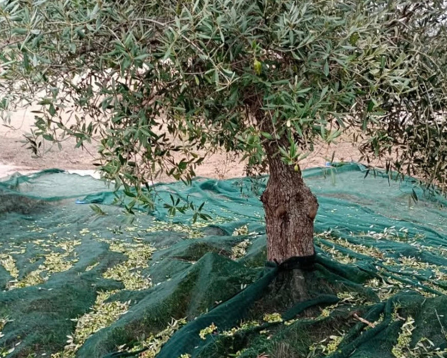 L´AMORE OLIO EXTRA VERGINE DI OLIVA