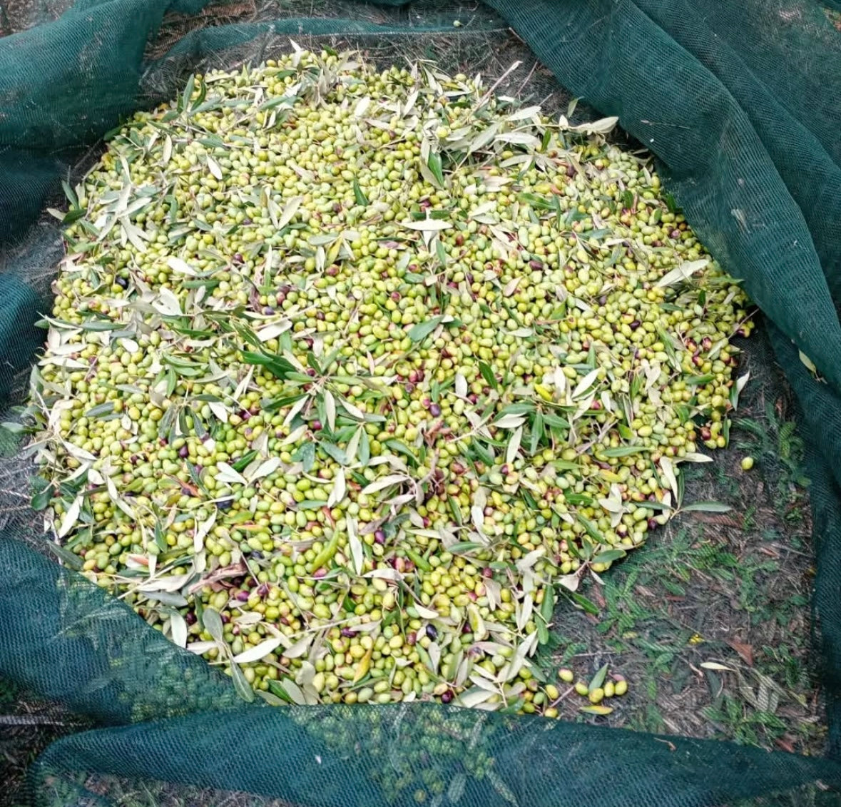 L´AMORE OLIO EXTRA VERGINE DI OLIVA