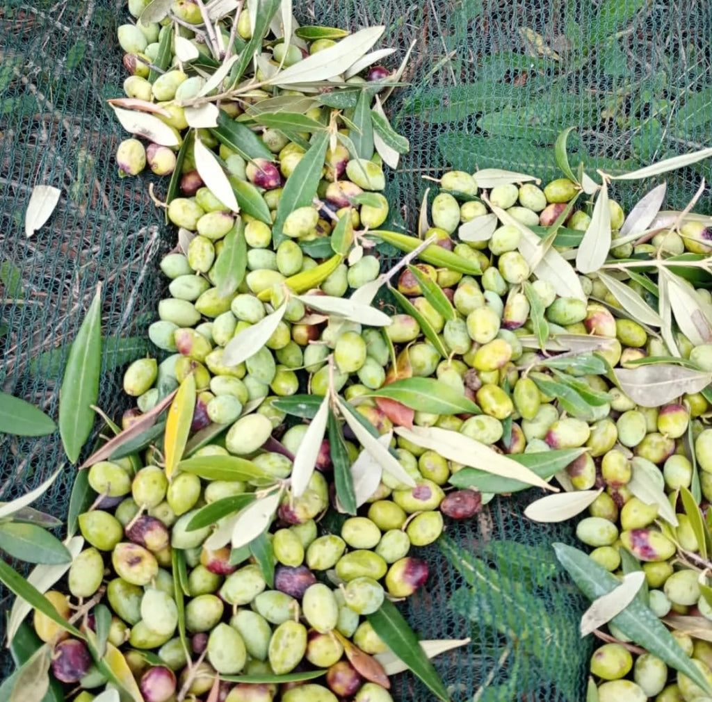 L´AMORE OLIO EXTRA VERGINE DI OLIVA